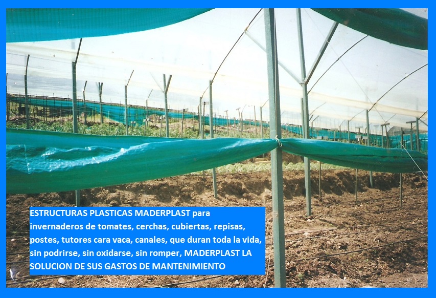 Invernadero para tomates en estructura de madera plástica maderplast invernadero en metal plástico invernadero de tomate vidrio plástico aluminio plástico invernadero de tomateras y tomates 010 Invernadero para tomates en estructura de madera plástica maderplast invernadero en metal plástico invernadero de tomate vidrio plástico aluminio plástico invernadero de tomateras y tomates 010